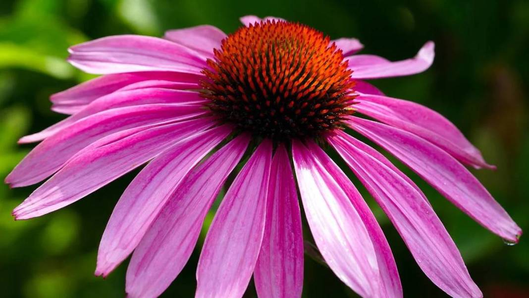 Bu bitkilerin bir tek ölüme çaresi yok! Bedava olduğu için kimse tavsiye etmiyor: Bu 9 bitki ile bir daha hasta olmayacaksınız 6